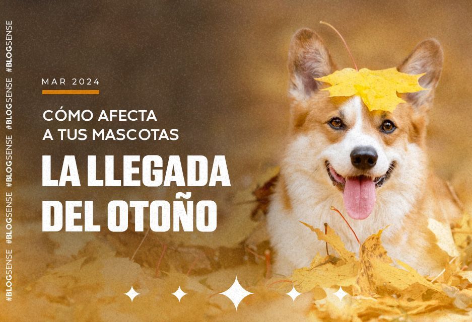 Cómo afecta a tus mascotas la llegada del Otoño